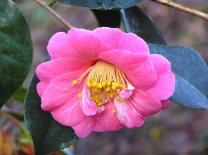 Camellia japonica Lady Clare                